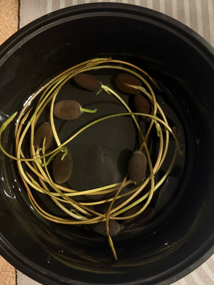 Anastasia Starzeva tweet media