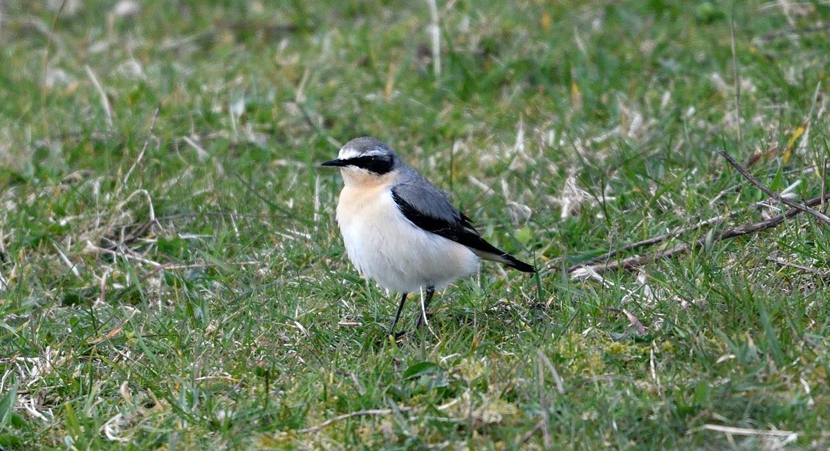 David M Hutchinson tweet media