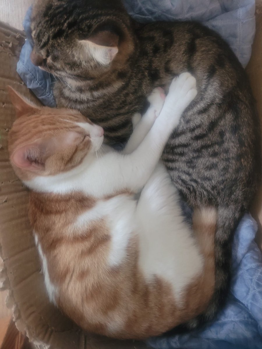 אביב נצחי🟣 tweet media