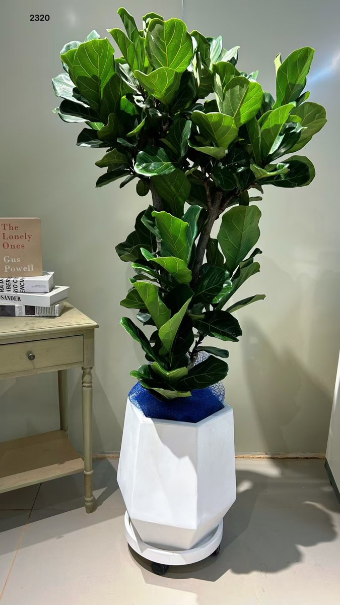 mactricia tweet media