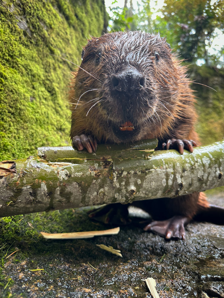 Oregon Zoo tweet media