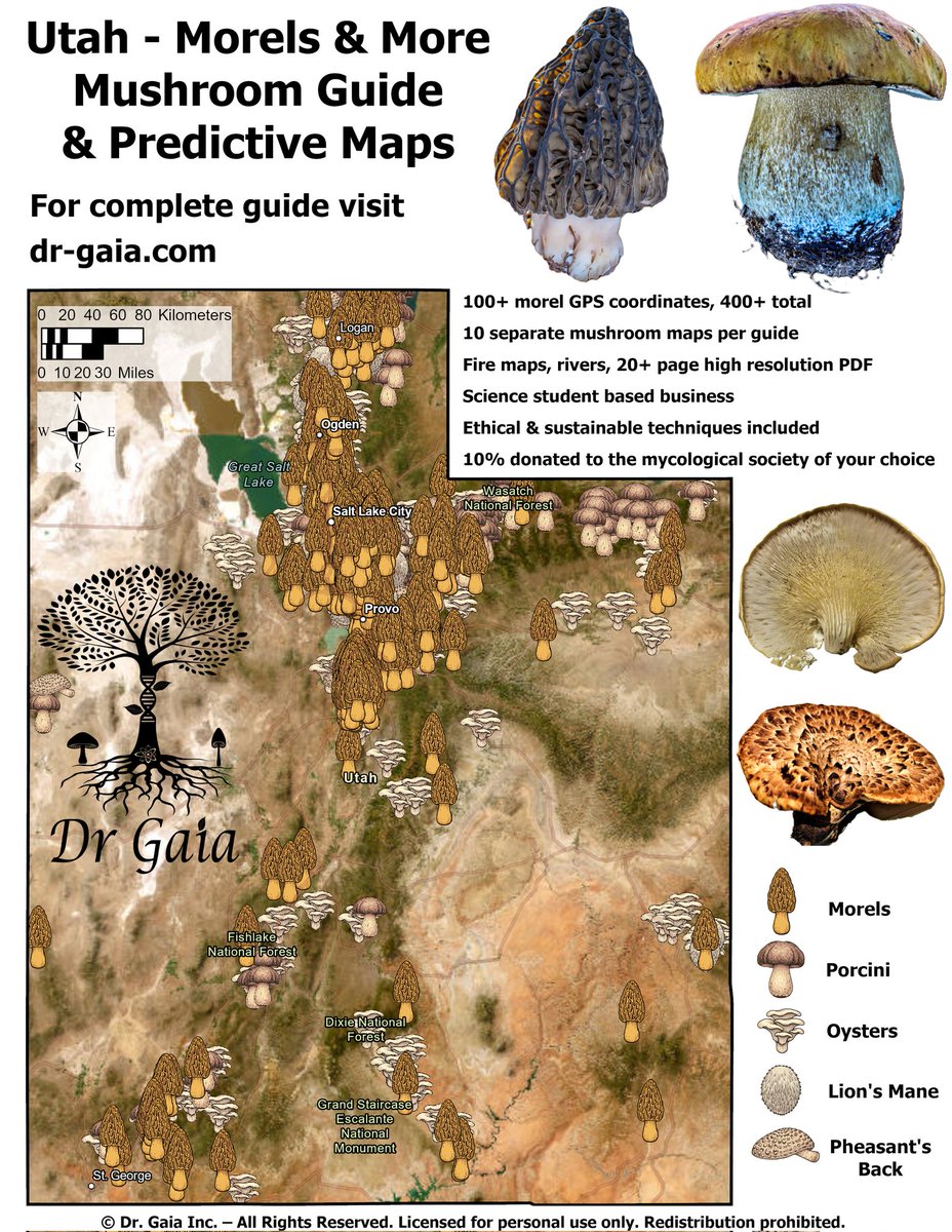 hacking_tyler's tweet photo. Check out this morel distribution map!

***If you are interested in a full guide, visit https://t.co/0luHS2Wg80 

 #Utah #mycology #mushrooms #fungi #foraging https://t.co/JpFaIflfes