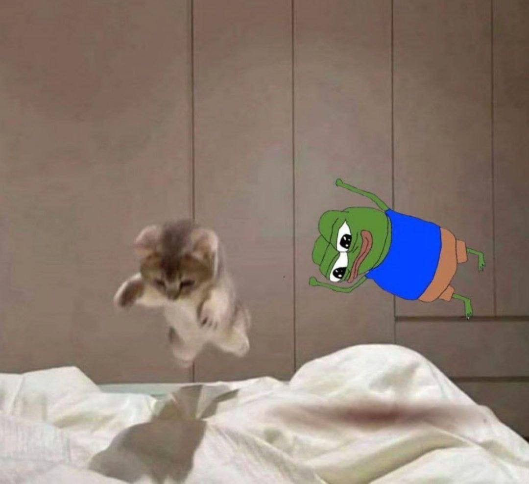 Bobi the Wanderer tweet media