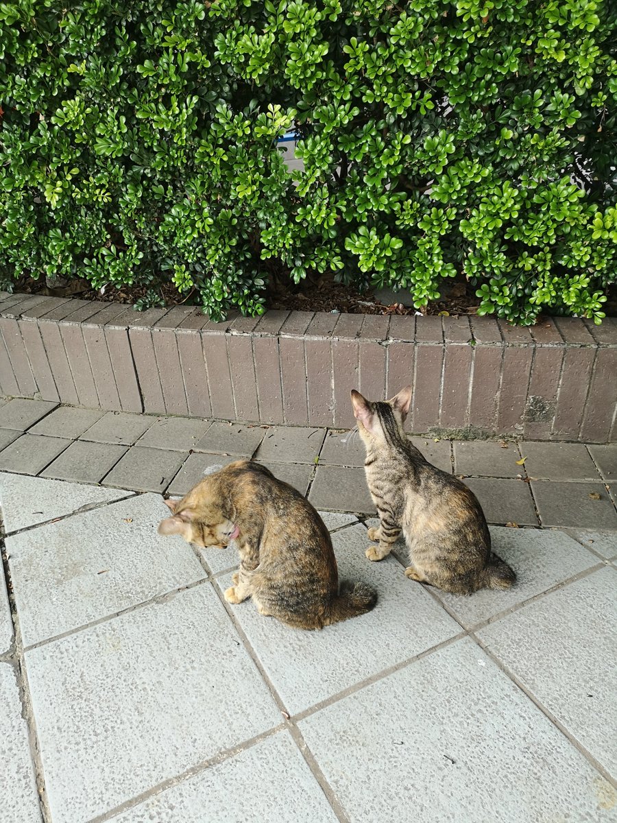 Kent Patick Linton tweet media