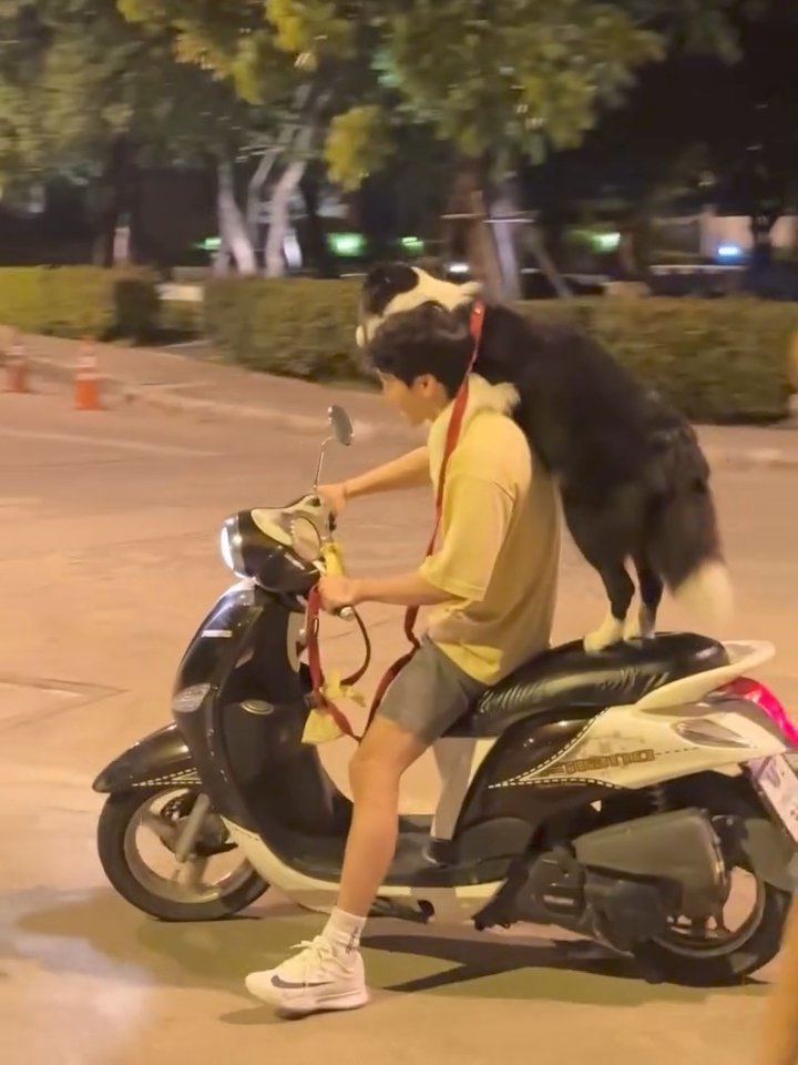 ¶~¶ ฟู่วว~~ tweet media