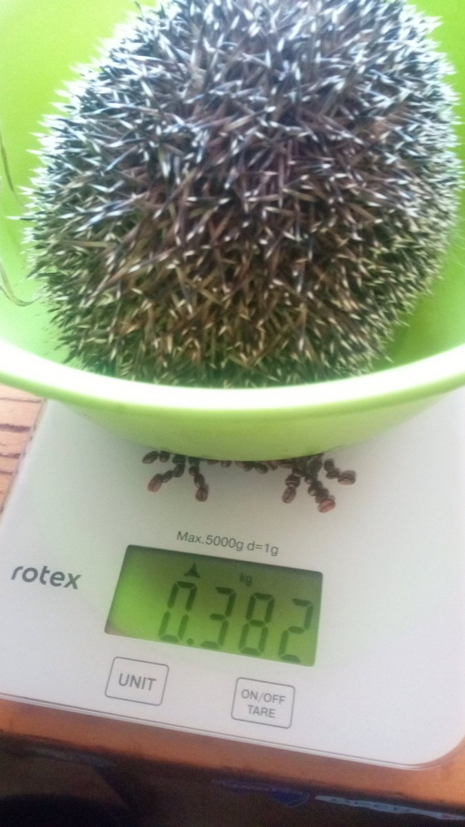 Simurg плете павутиння tweet media