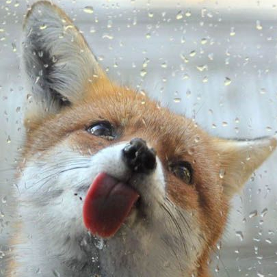 마로바 tweet media