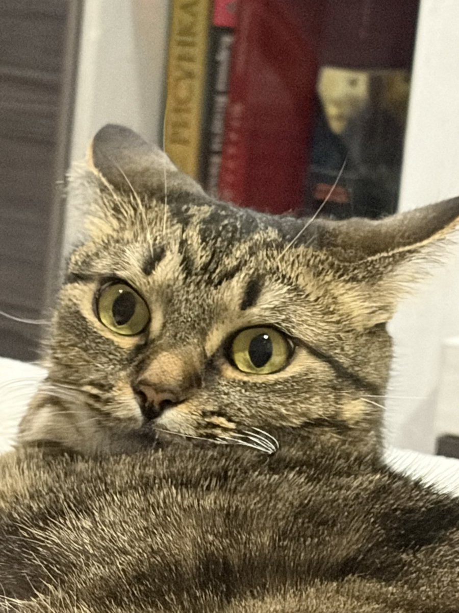 Кот Да Винчи tweet media