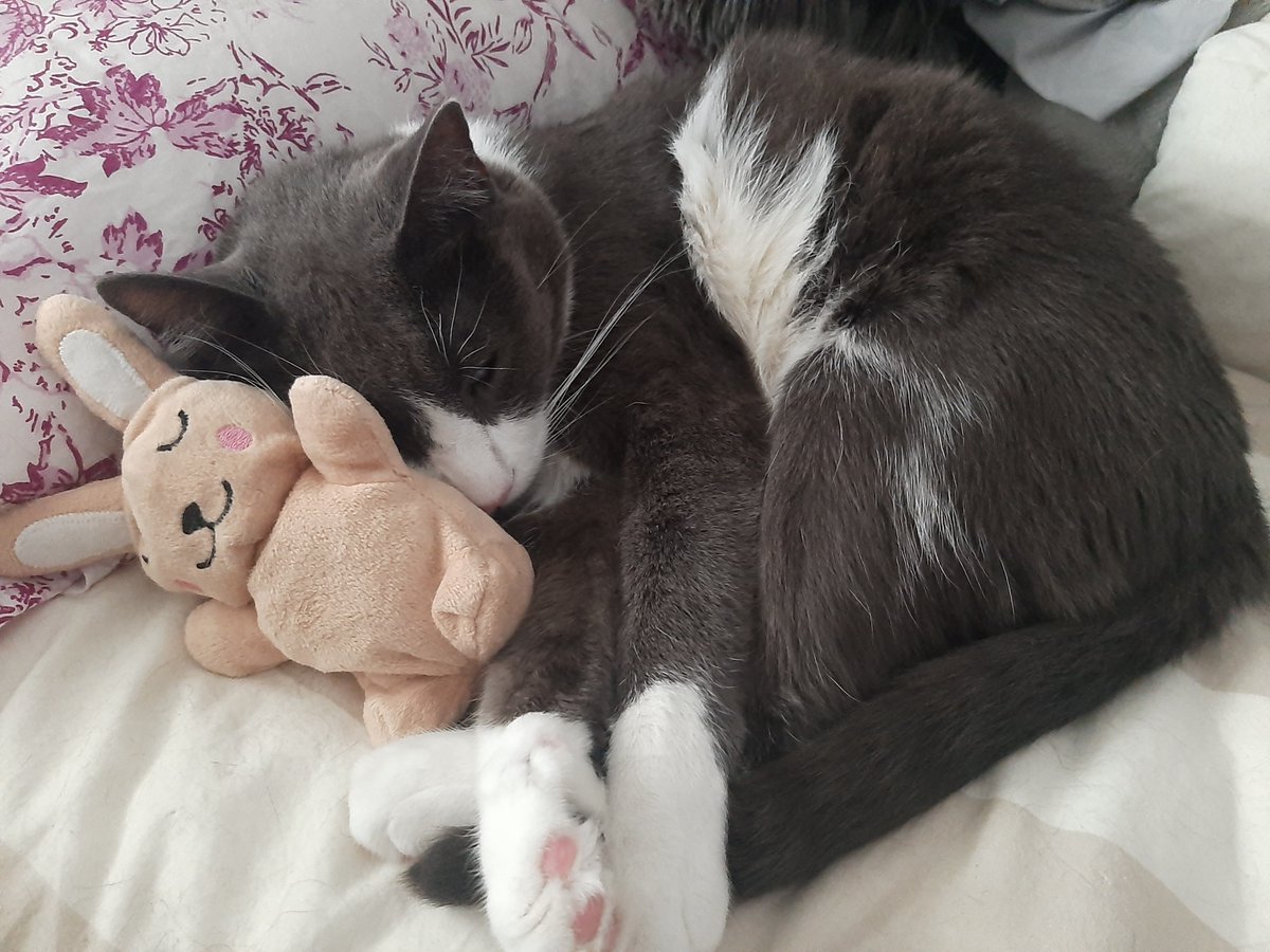 Juan Manuel Peñate tweet media