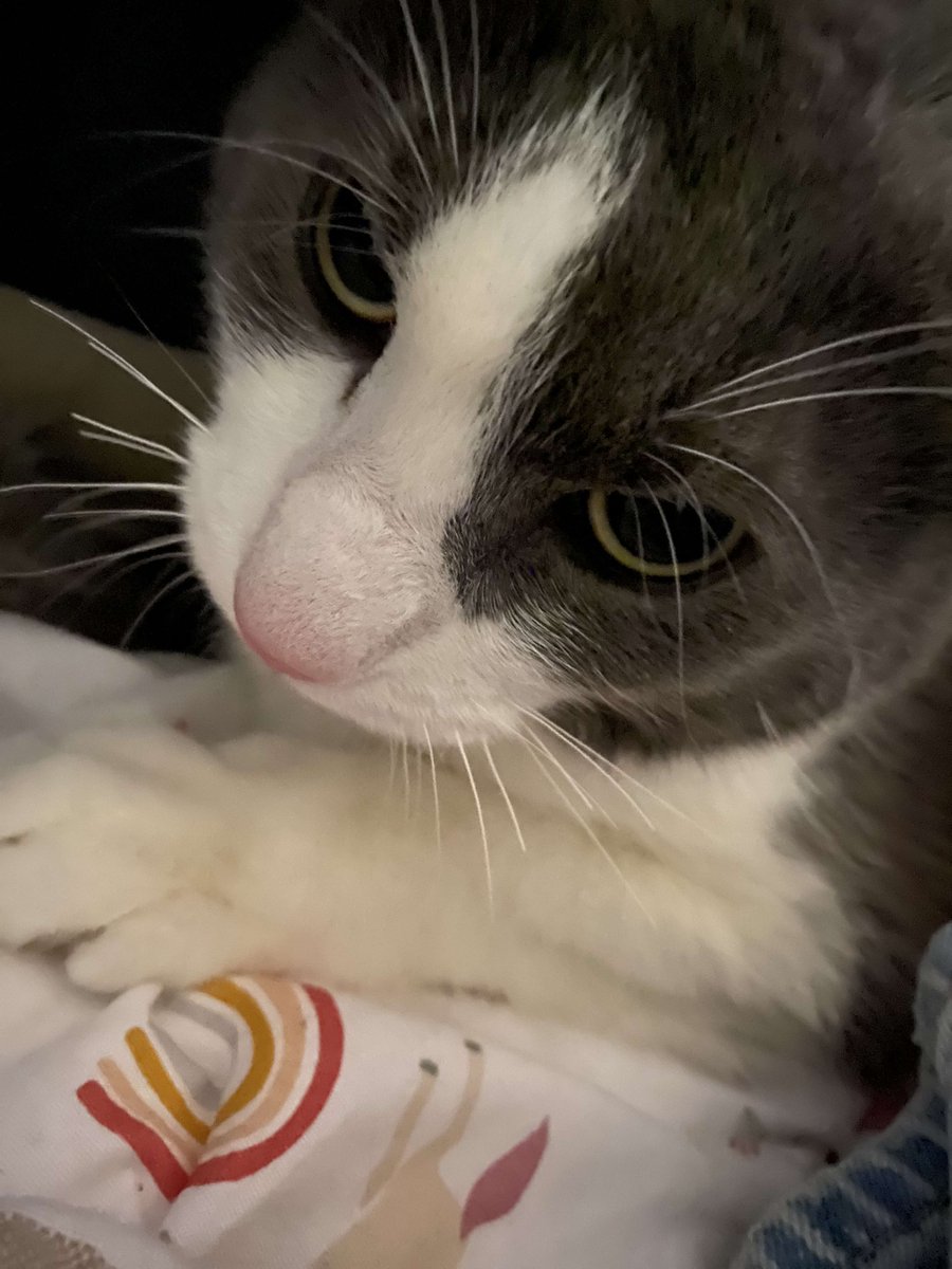 tri-hourly shark tweet media