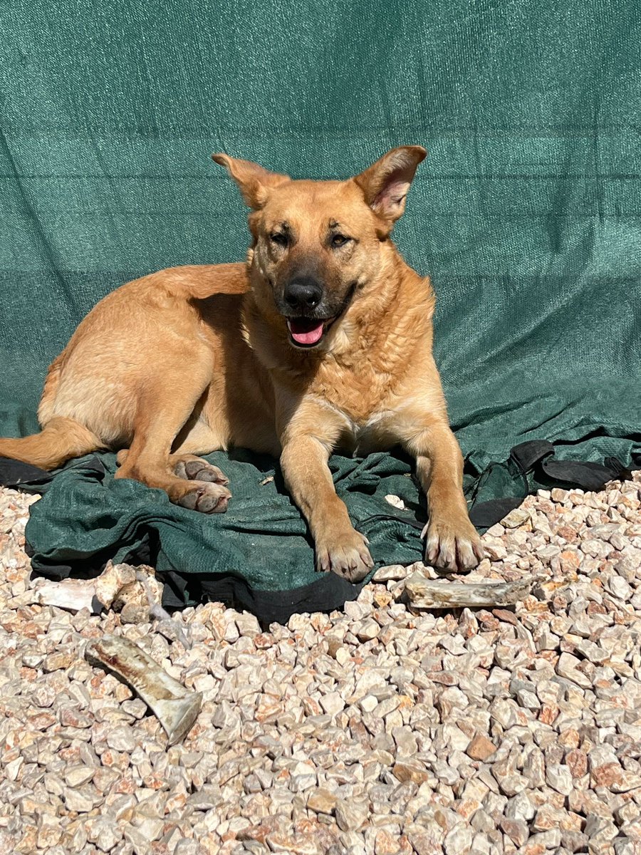 Hatay Sokak Canları tweet media