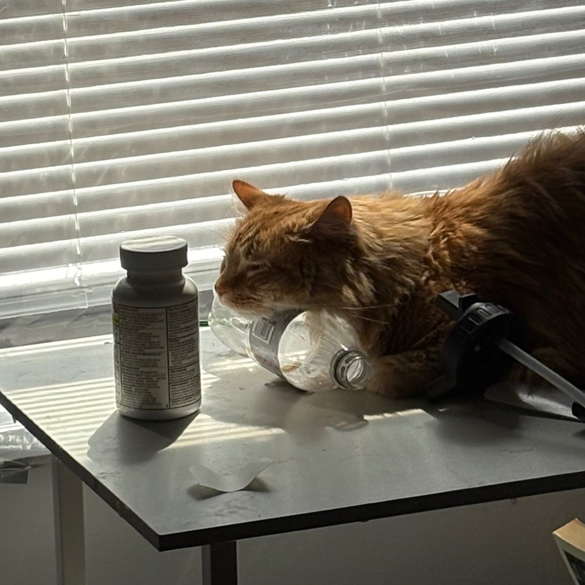 Sophia of the Knife tweet media