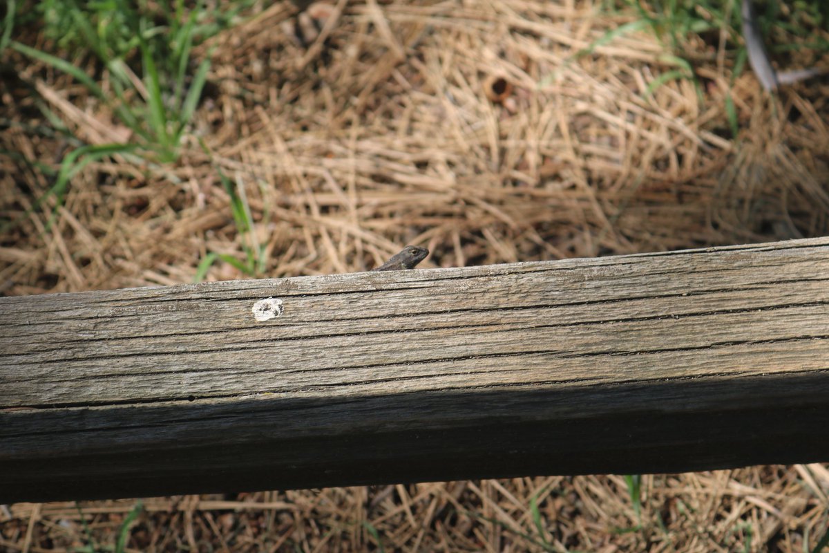 bamhurger tweet media