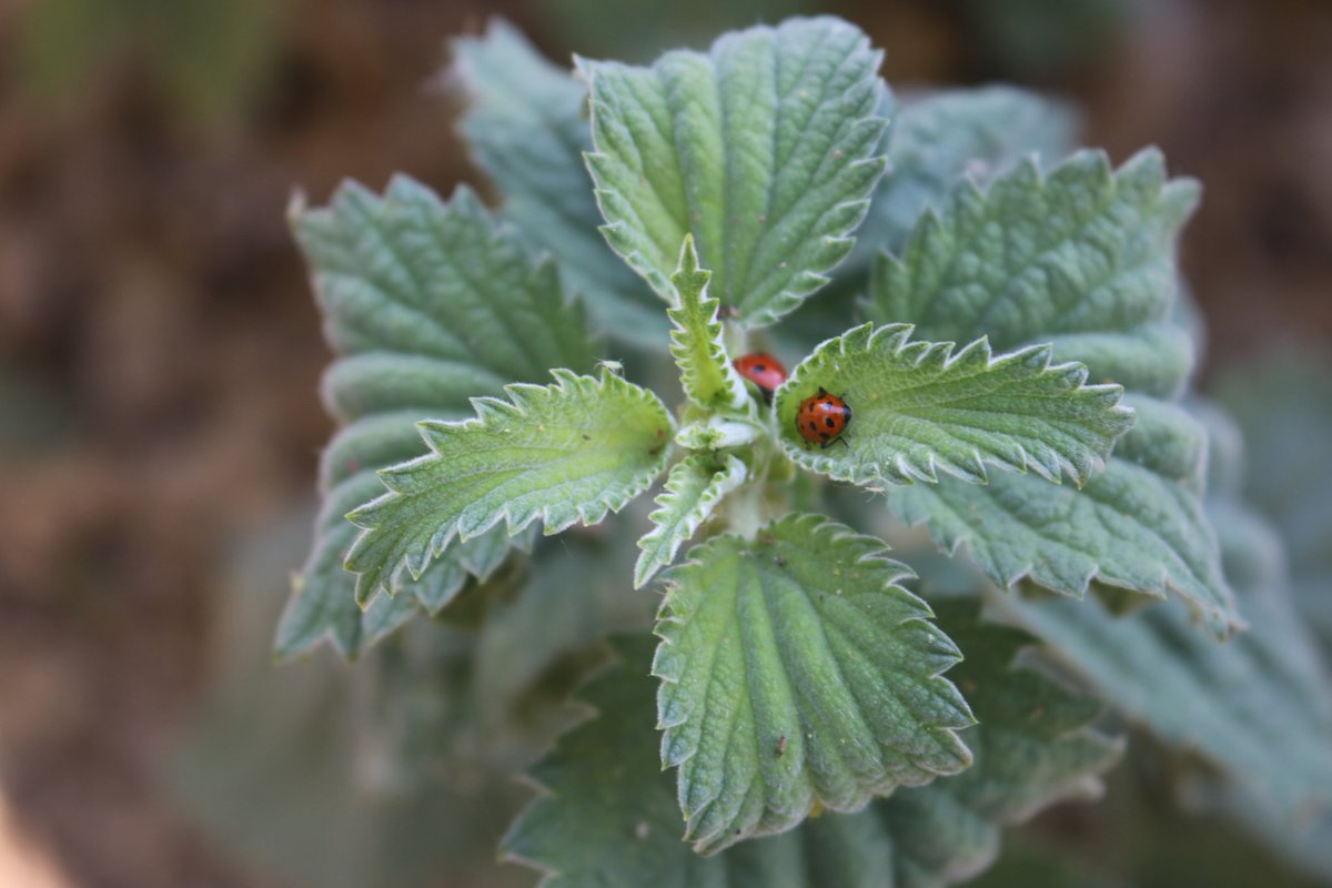 bamhurger tweet media