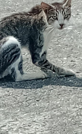 Alcaldesa <a href="/taticoronelf/">TatianaCoronel</a>, cerrar calles públicas y el maltrato animal son infracciones a sus ordenanzas. En Kennedy Norte hay calles cerradas y gatos muriendo en estas calles. Hasta cuándo permite que se cometan estas infracciones? <a href="/alcaldiagye/">Muy Ilustre Municipalidad de Guayaquil</a> <a href="/segura_ep/">Segura EP - C5GYE</a> <a href="/DASEAlcaldiaGye/">DASE Alcaldía Guayaquil</a>