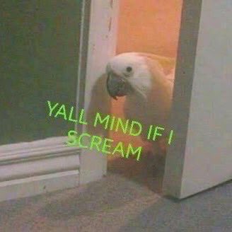 Veda Scott tweet media