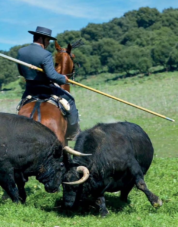 Real Unión de Criadores de Toros de Lidia tweet media