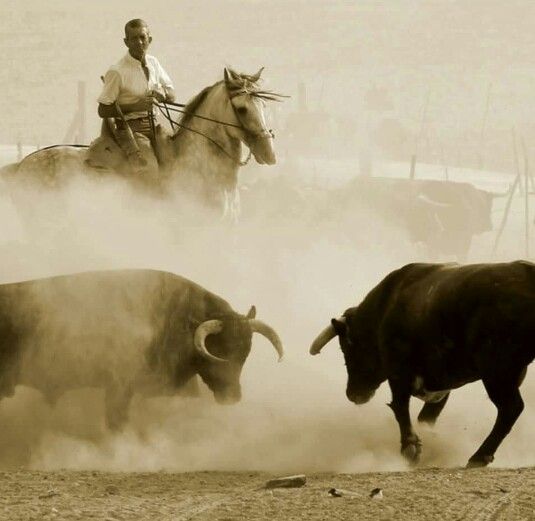 Real Unión de Criadores de Toros de Lidia tweet media