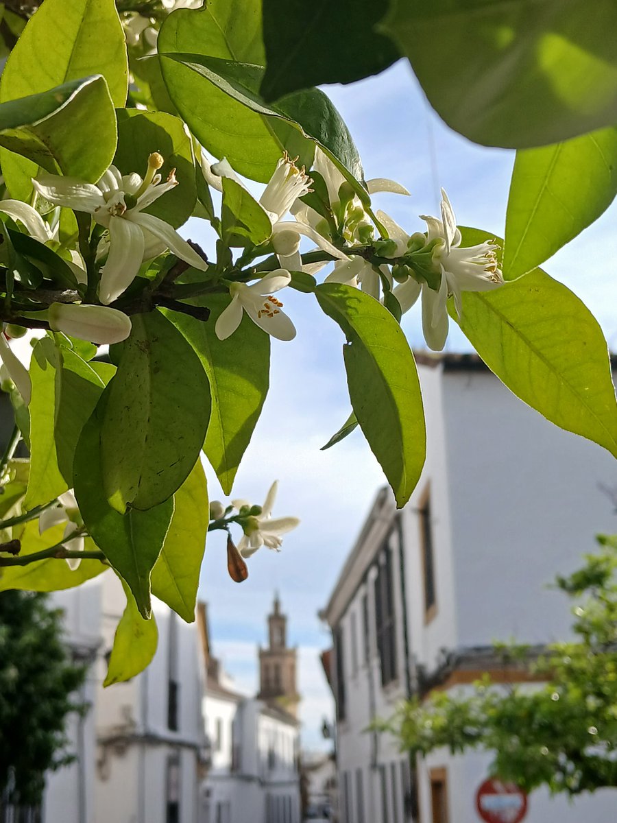 JuanNuEx's tweet photo. Despierta Córdoba, que llegó la primavera. https://t.co/wExV7HaLeJ