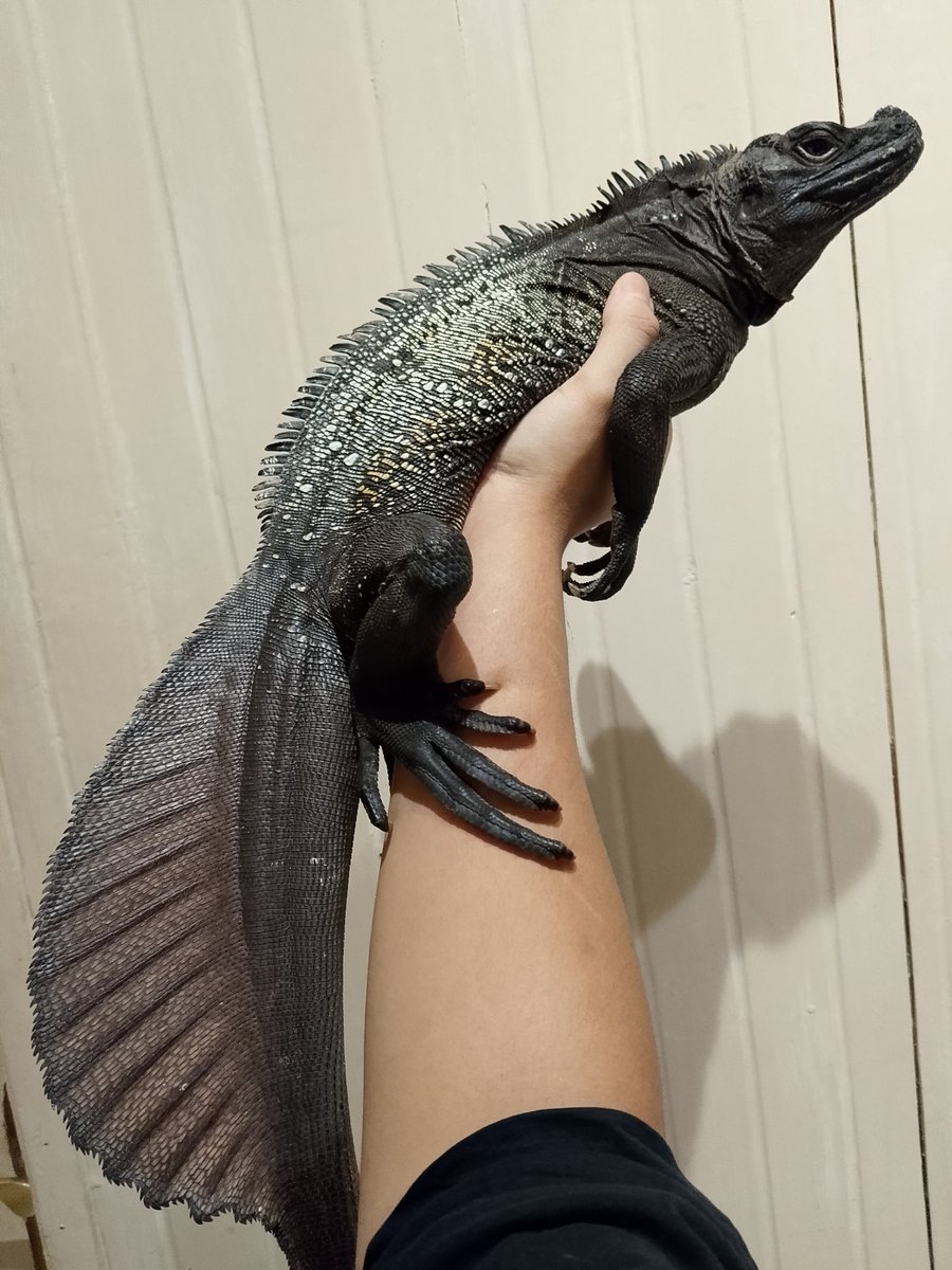 V Dikara tweet media