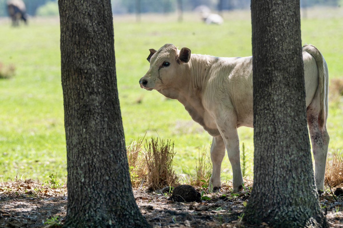 lisantiphotos's tweet photo. @lisantiphotos @Highlands4H @LakePlacidFLA @FLVoiceNews @FLCattlemen @FLCattleCo @FLCattleFarmer https://t.co/qEm7Uh9Ddr
