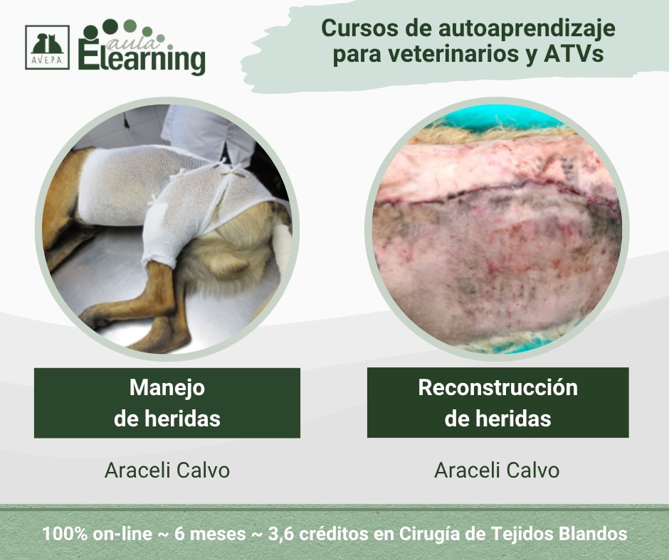 AvepaElearning's tweet photo. 🐶🐱 Si te interesa aprender sobre el manejo y la reconstrucción de heridas en pequeños animales, no te pierdas estos cursos de autoaprendizaje de Araceli Calvo en AVEPA Elearning.

Más información: https://t.co/6IfLFF23iJ https://t.co/x1OU9I27SK