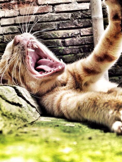 catgirl321's tweet image. I got my ROAR on PROUD ‘n LOUD to celebrate Catching Up On #SpecialDays❤️🧡💛💚💙💜

SO happy to be part of @TonyTiger2000's awesome "FAMALEE"❤️🐯😽

🤍#WeAreFamalee #TonyAlways #FreeTonyTiger #KingTony