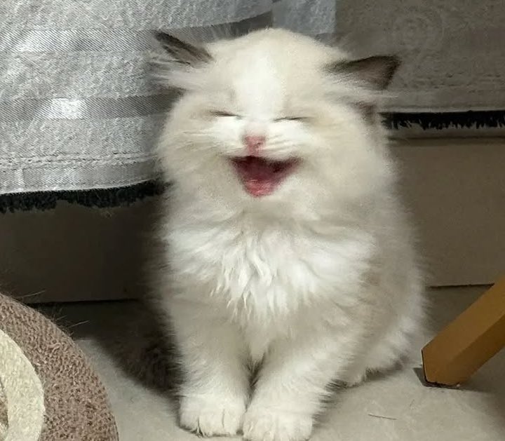 booluv ໒꒰ྀིっ˕ -｡꒱ྀི১ tweet media