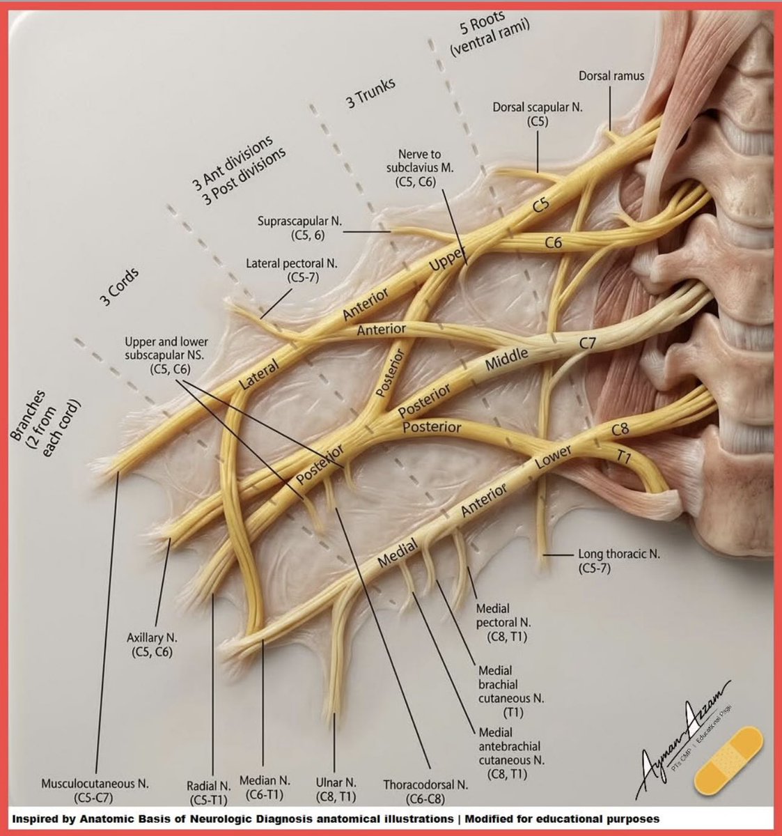 Good brachial plexus.