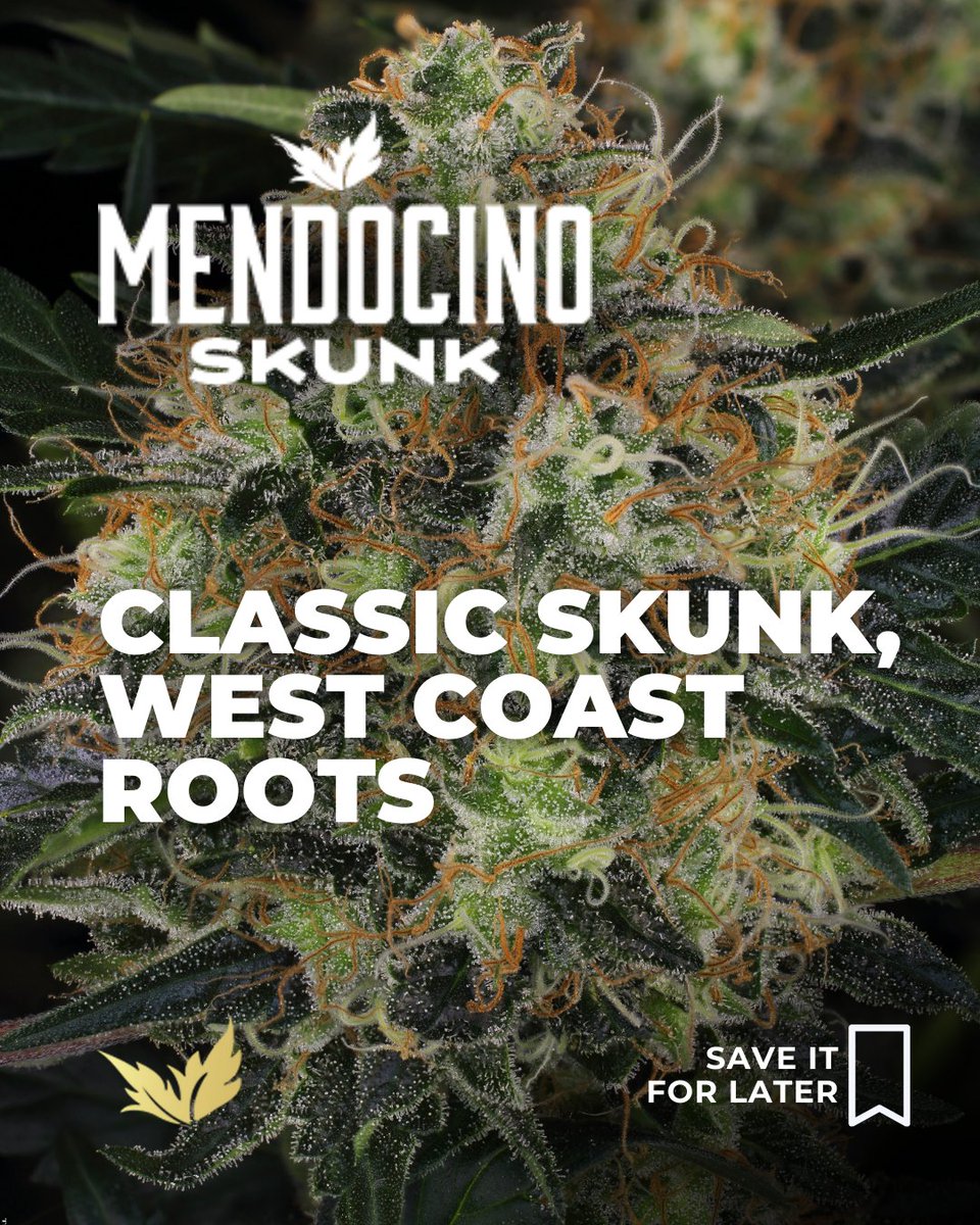 Paradise Seeds tweet media