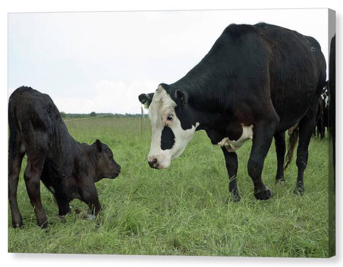shonna99784's tweet image. Curious Hereford Cow and Calf in Pasture - Canvas Print shonnahawkinsphotography.com/featured/curio…

A touching moment between mother &amp;amp; calf.

#Curious #HerefordCow #Calf #Pasture #Shelburne #Ontario #CanvasPrint #BuyIntoArt #FineArt #HomeDecor #FarmLife #ShonnaHawkins