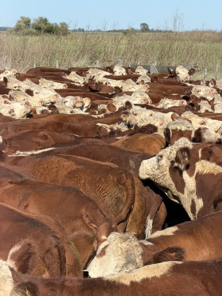 Javier Rojas Panelo tweet media