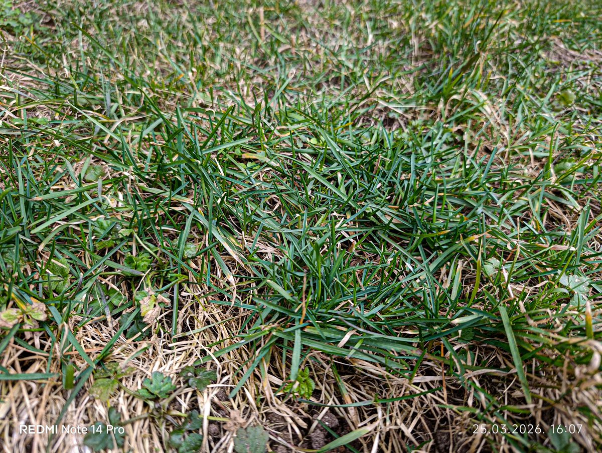 LatvianNature's tweet photo. Rūjienā vietām sāk parādīties zaļā zāle. 🌱
#zāle #pavasaris #grass #spring #marts #march #nature #daba #naturephotography https://t.co/JkWKjxuaHB