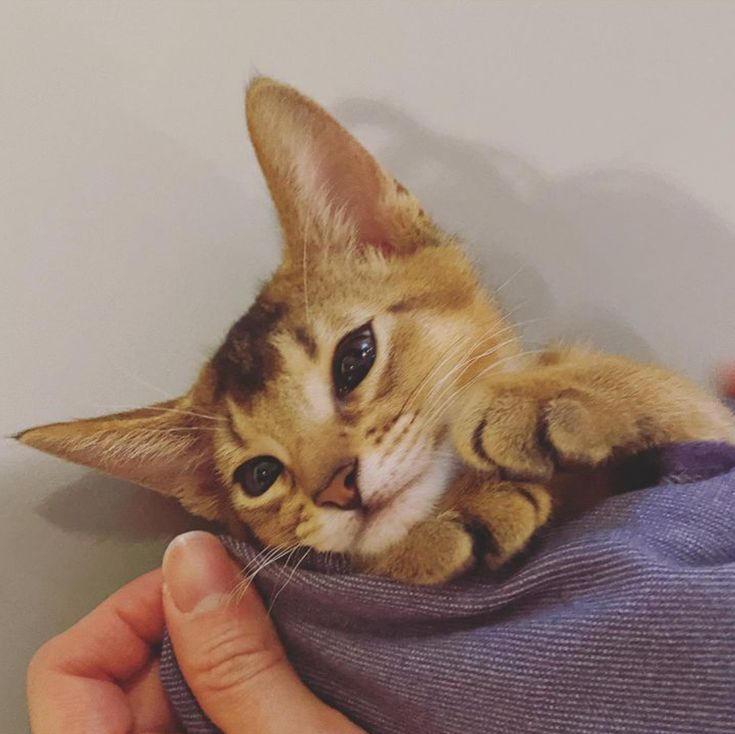 แมวโง่อยากเป็นเอลฟ์อิสระ¹⁰ tweet media