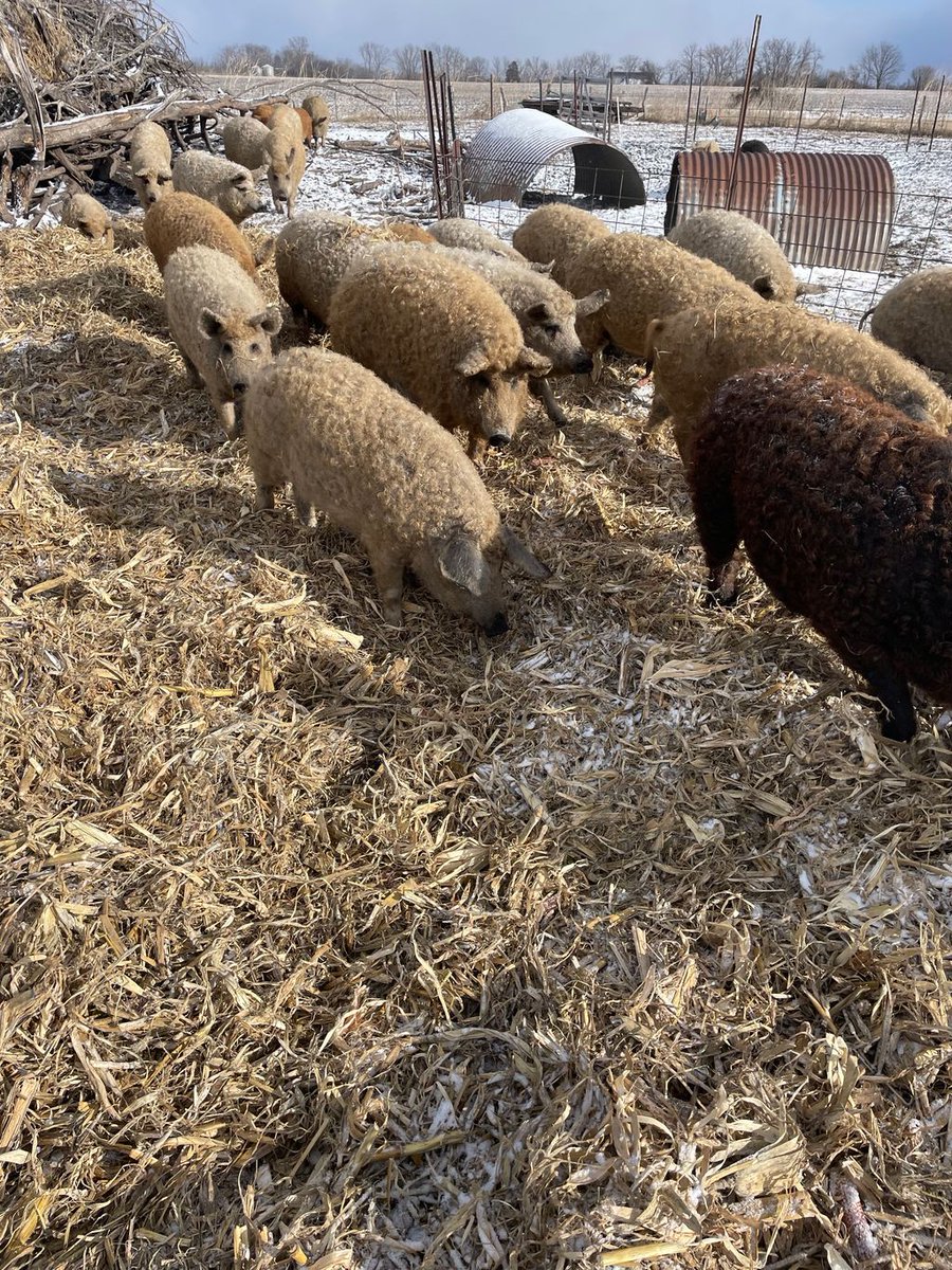 Acorn Bluff Farms tweet media