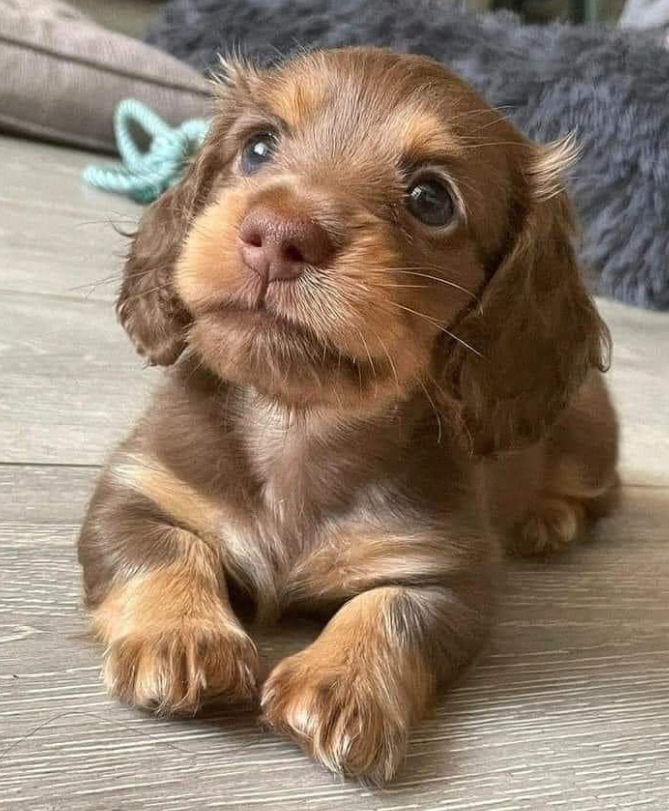 Best in Dogs tweet media