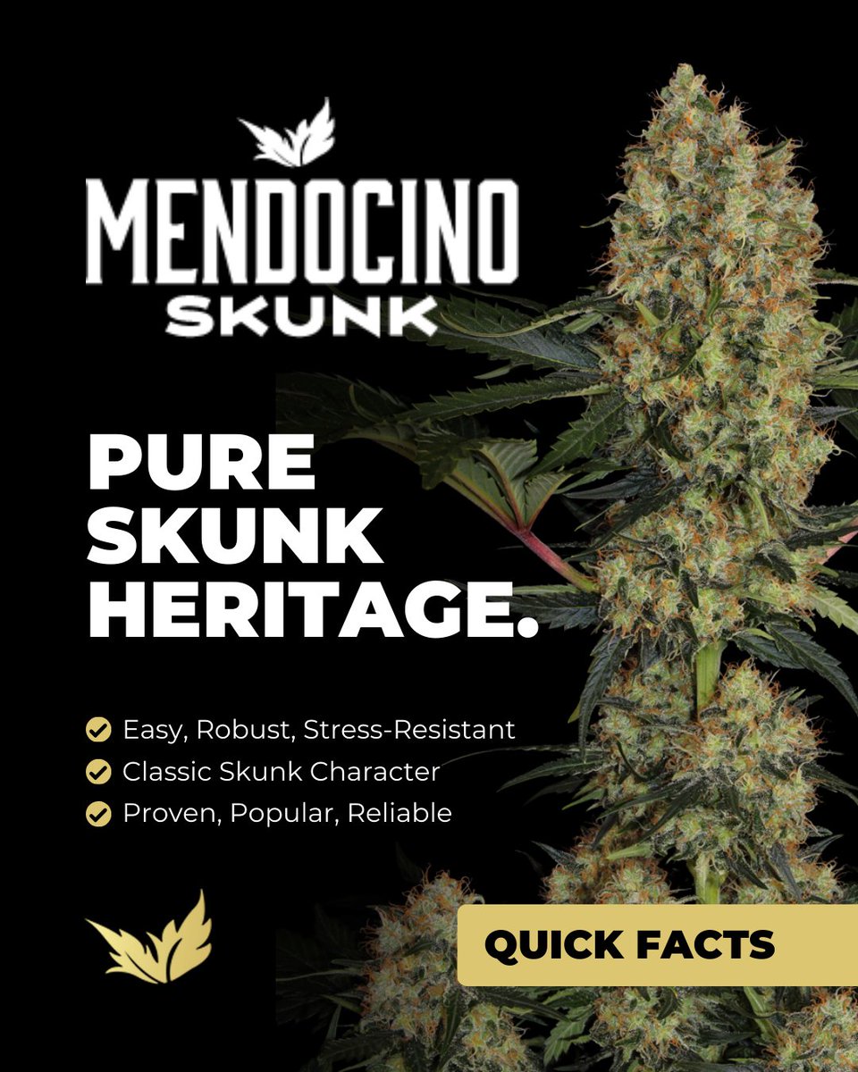 Paradise Seeds tweet media