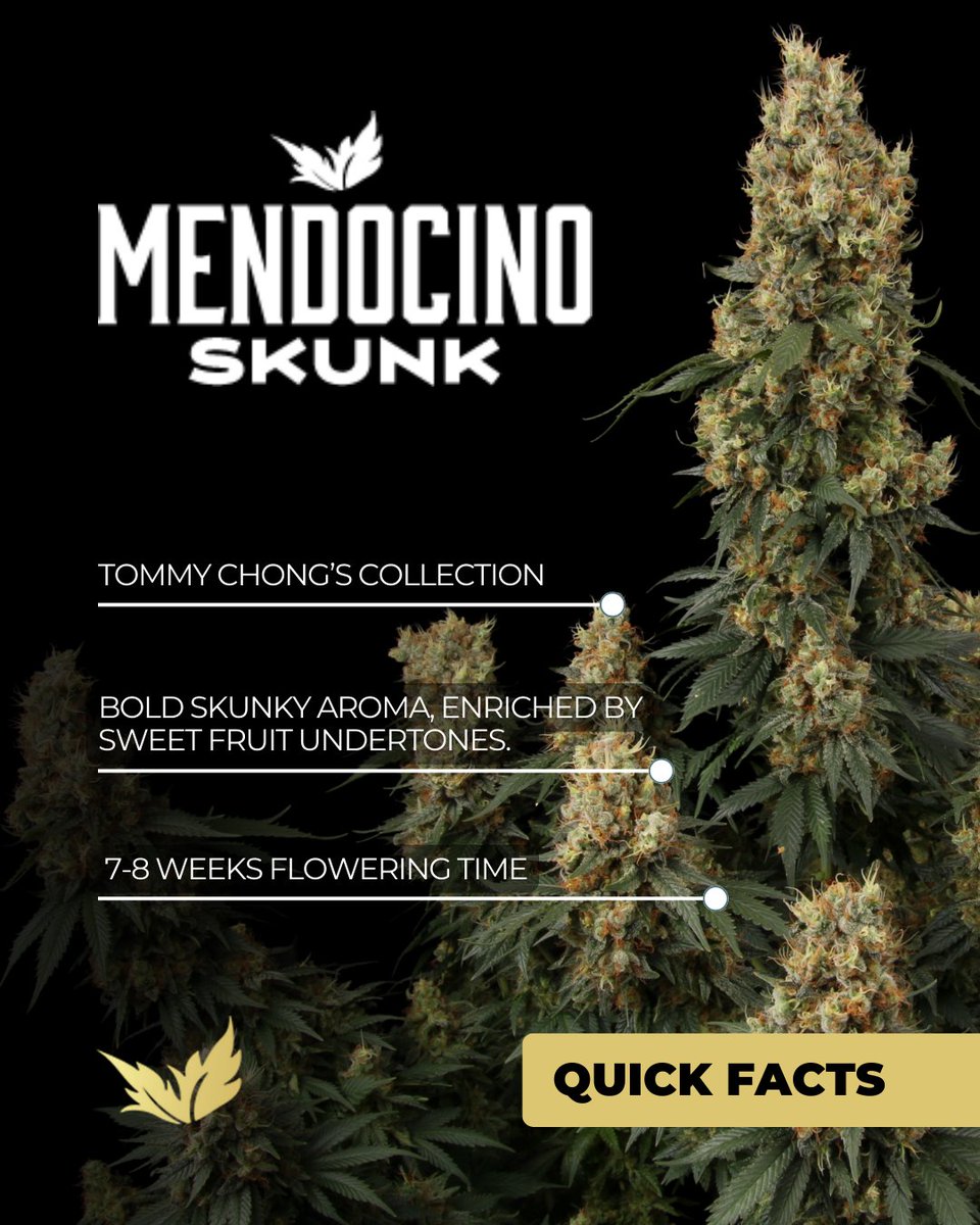 Paradise Seeds tweet media