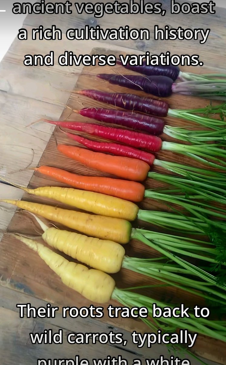 Starlite-Li|| Dawnbreaker's Dream girl😐 tweet media