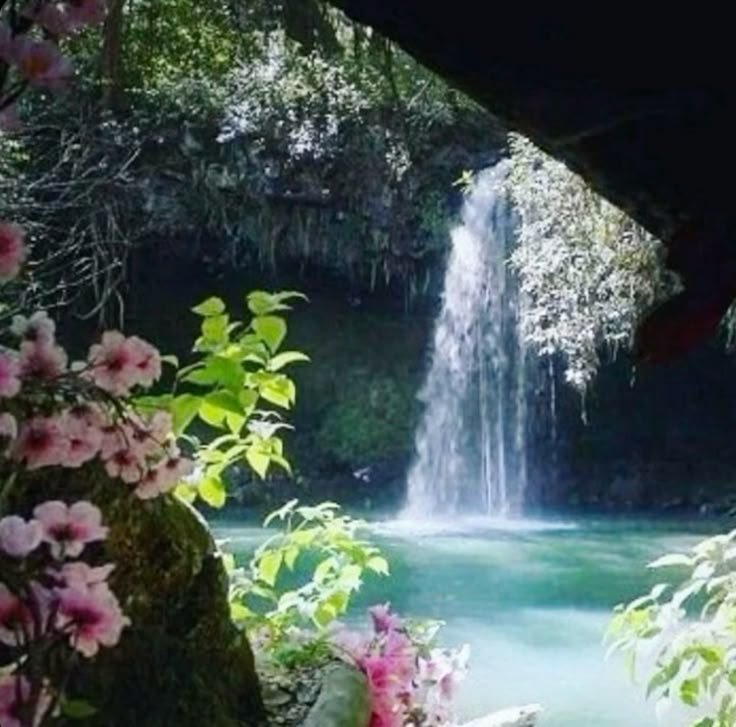 NatureVibe tweet media