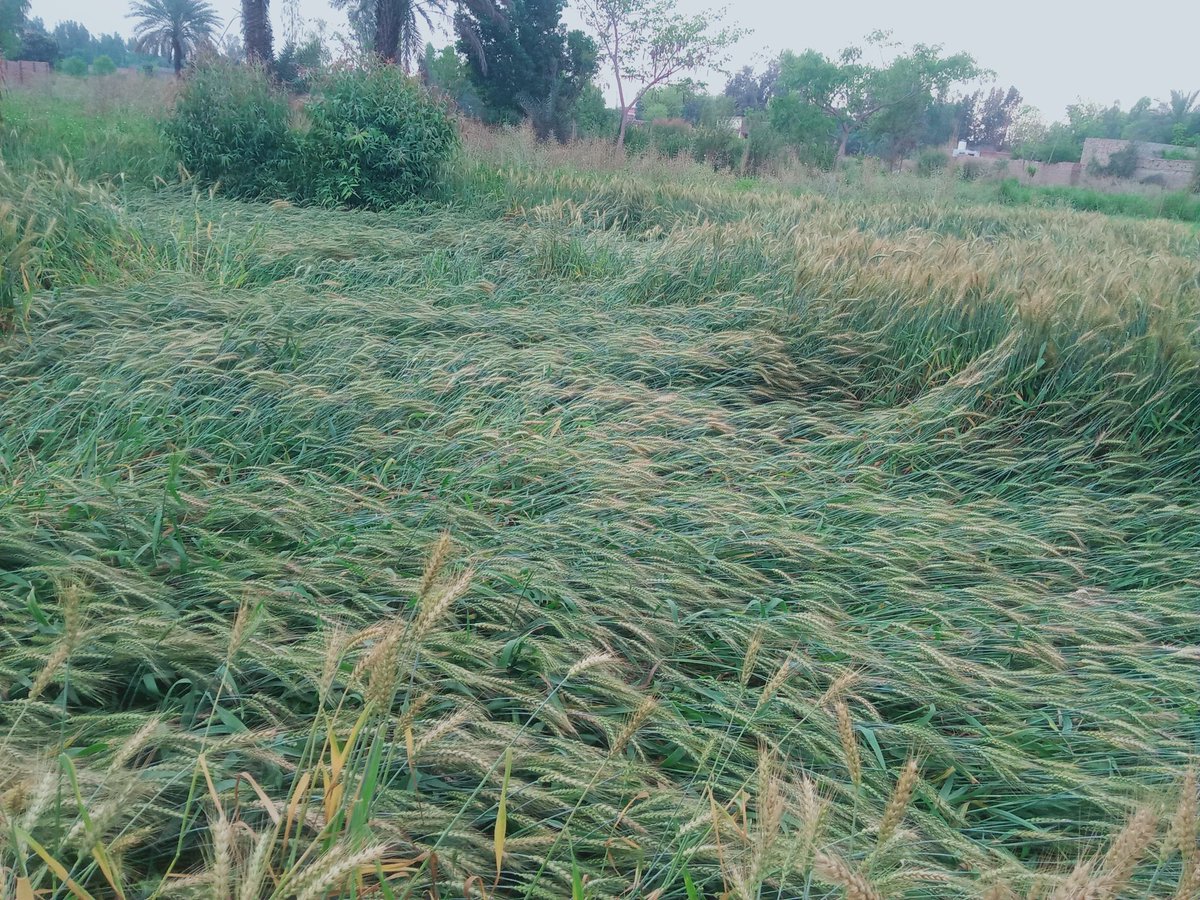 گاؤں والی tweet media