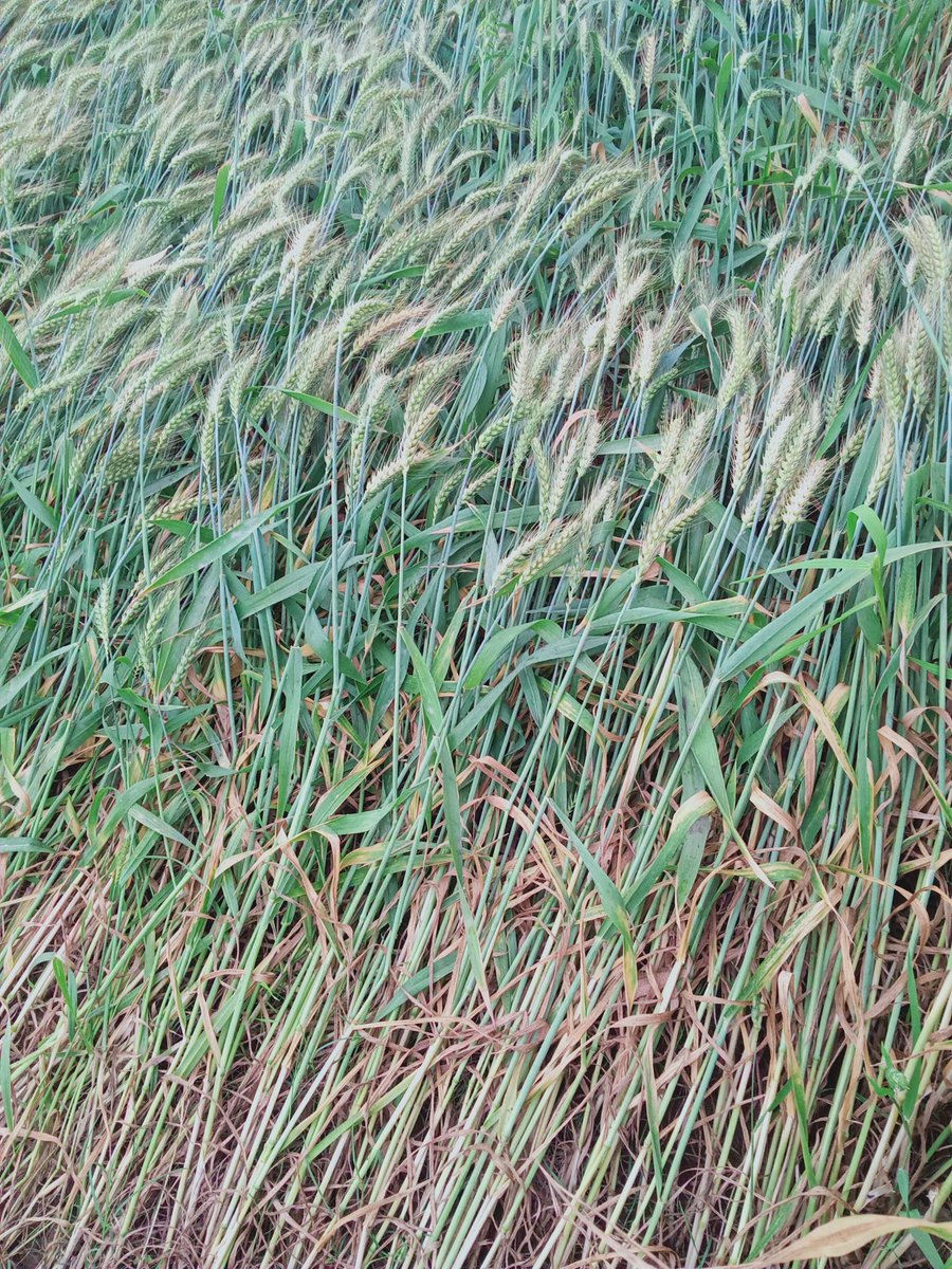 گاؤں والی tweet media