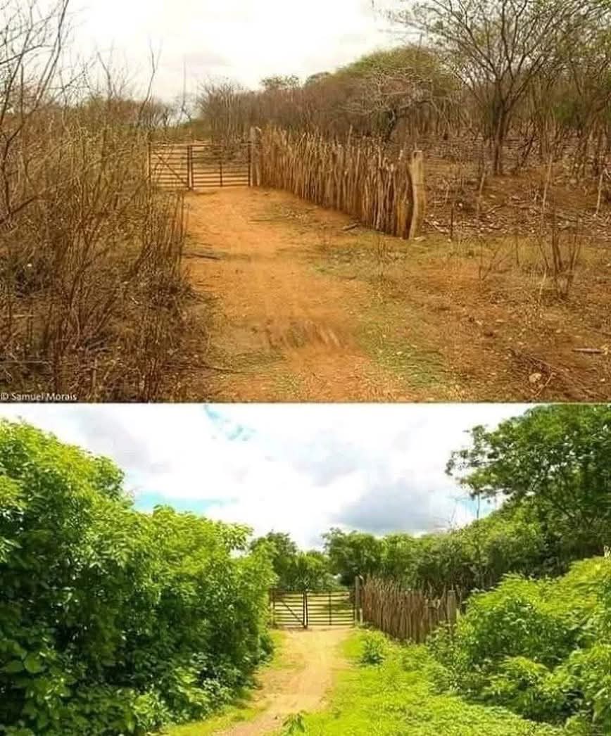 Mundo Nordeste 🌵☀️🌴 #LJSDV tweet media