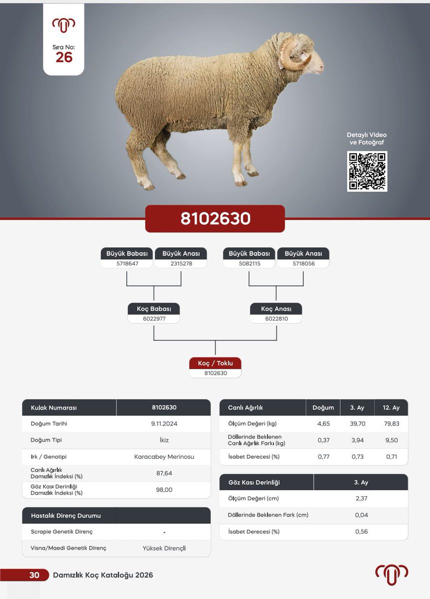 Bandırma Koyunculuk Araştırma Enstitüsü’nde yürütülen ıslah çalışmaları, veri temelli seleksiyon ve genetik faaliyetler sayesinde elde edilen yüksek vasıflı koç bugün 1.110.000 ₺ bedelle satılmış
Emeği geçen arkadaşların eline sağlık