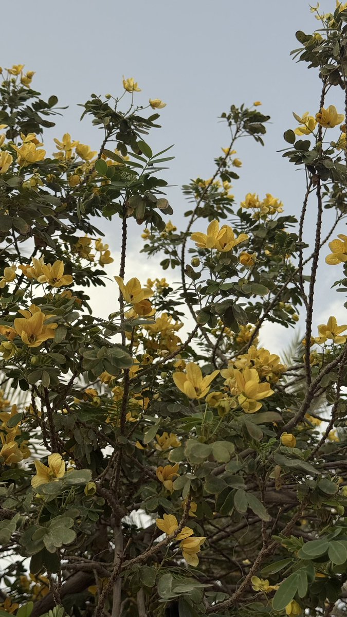 Bashayer " tweet media