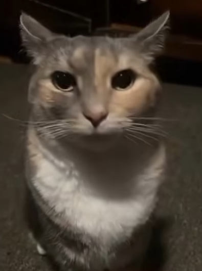 Infinity tweet media