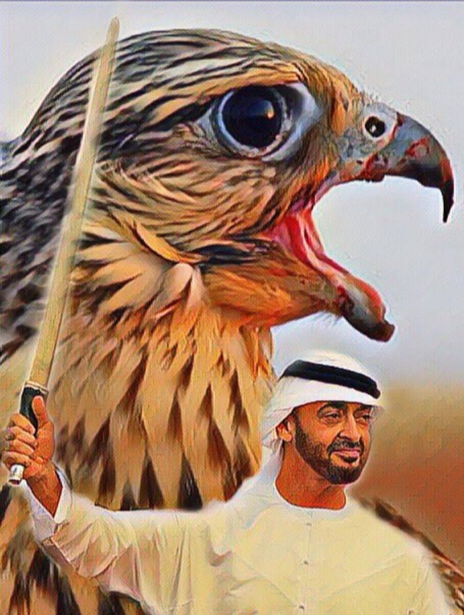 محبين محمد بن زايد tweet media