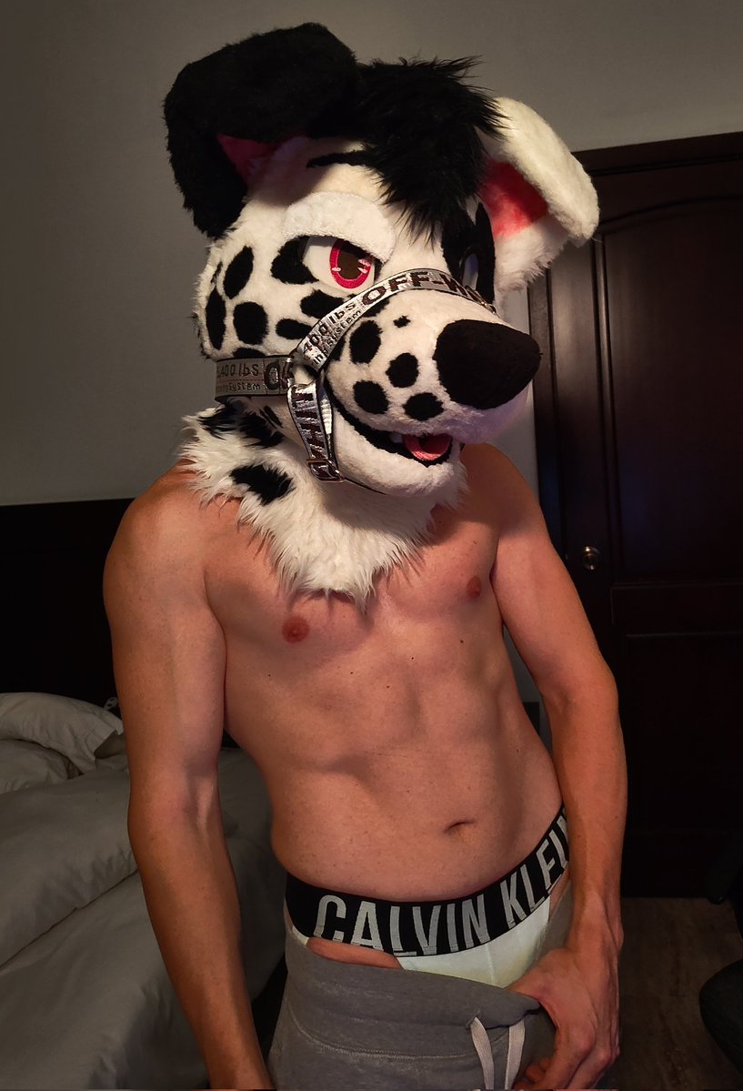 KELITROS THE DALMATIAN 🔜 TFF/LVFC tweet media