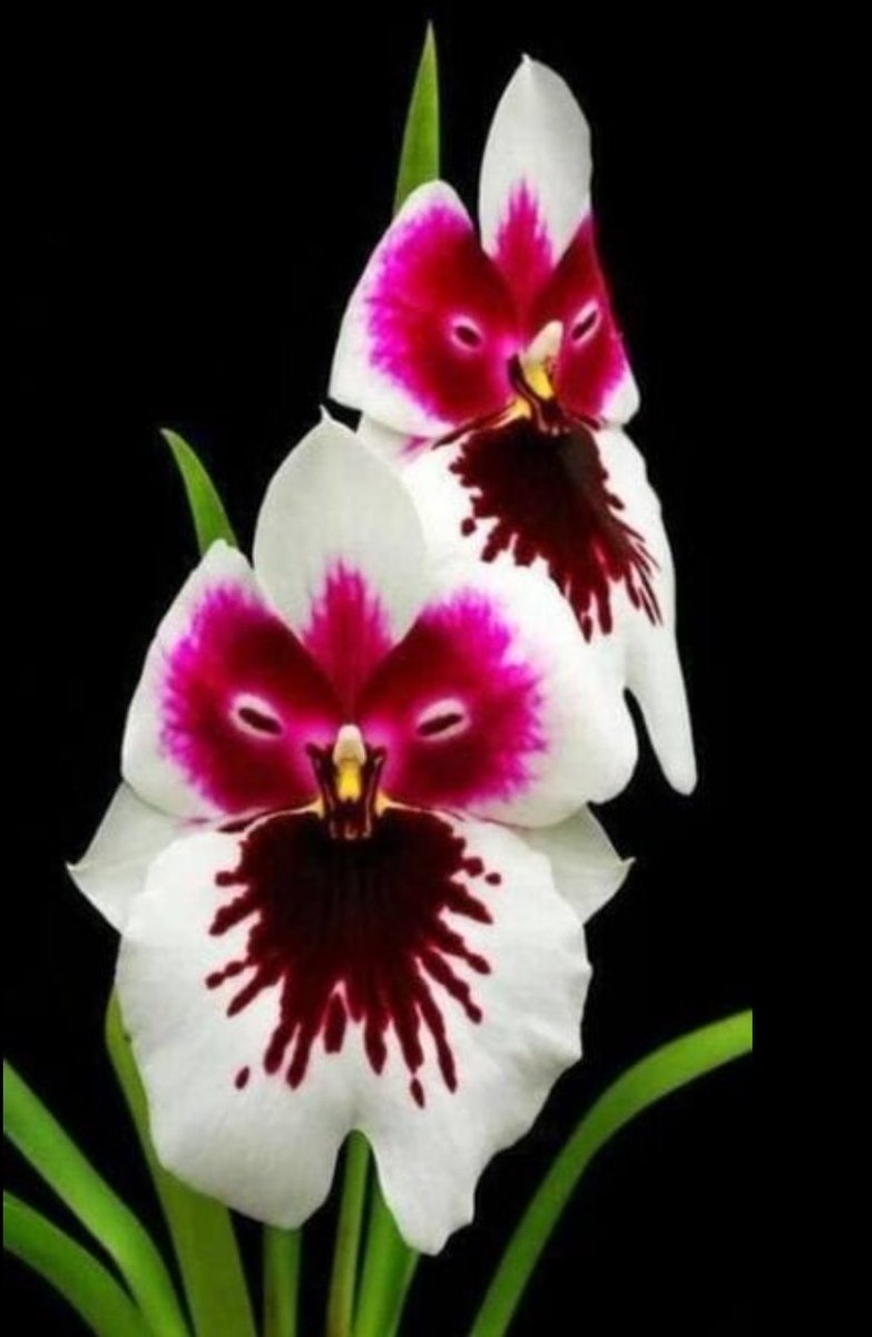 Night owling tweet media