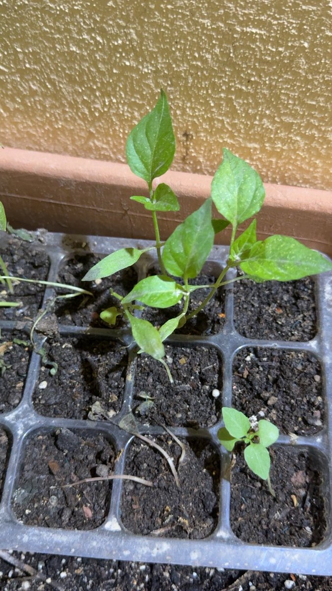 🇸🇦✨🌙 ᕼᗩYᗩ. tweet media